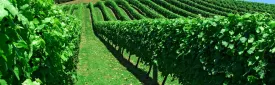 Things to Do in Auckland for Adults